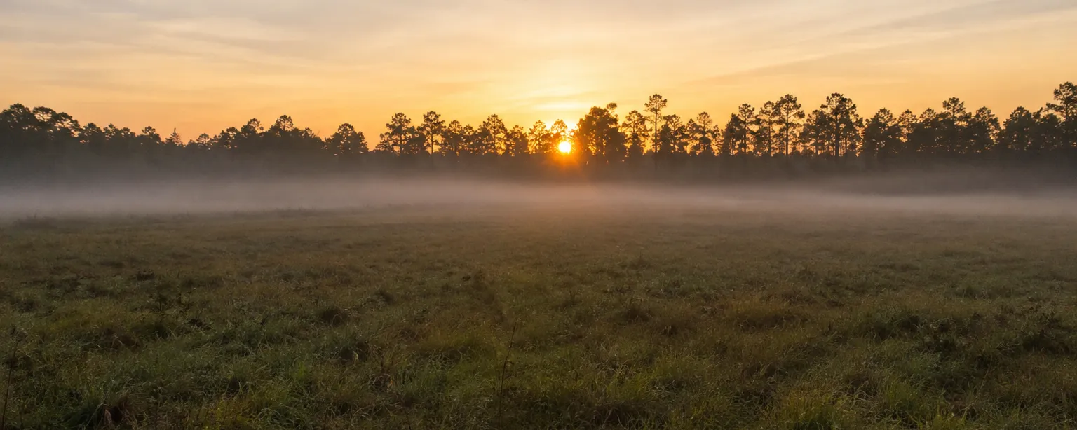 Sunrise breaking through a pine treeline over a misty open field in rural Washington County