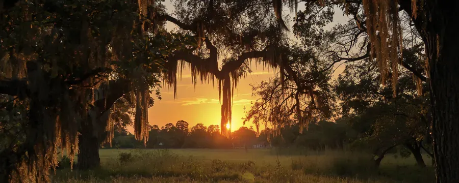 Live oaks draped in Spanish moss framing a sunset over open pasture in rural Washington County, Florida