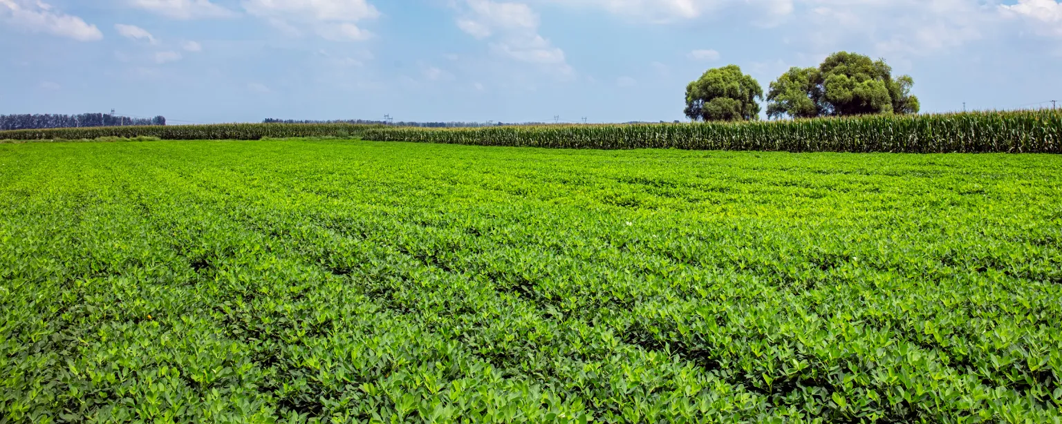 A peanut field in leaf with a corn border and treeline beyond, typical of Washington County row-crop rotation