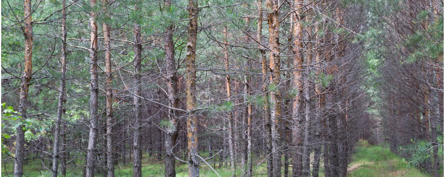 A close-planted pine plantation with a grassy management lane running between the rows