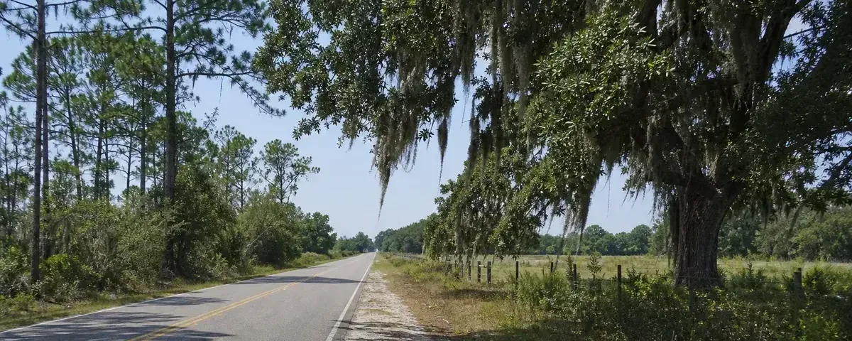 Two-lane rural road curving through pine country at golden hour