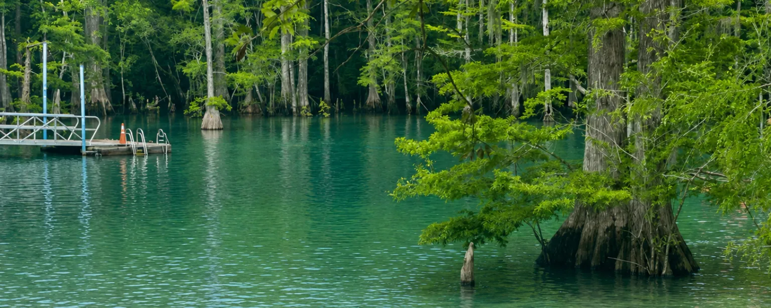 Clear spring-fed water running between buttressed cypress trunks, with a swimming dock at the far bank